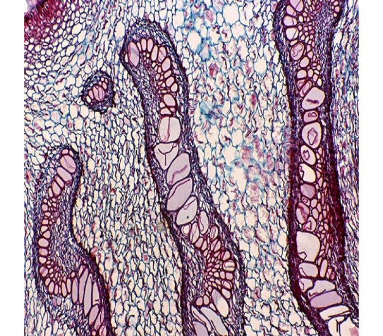  Trinocular Biological Microscope with 8.3MP Camera 