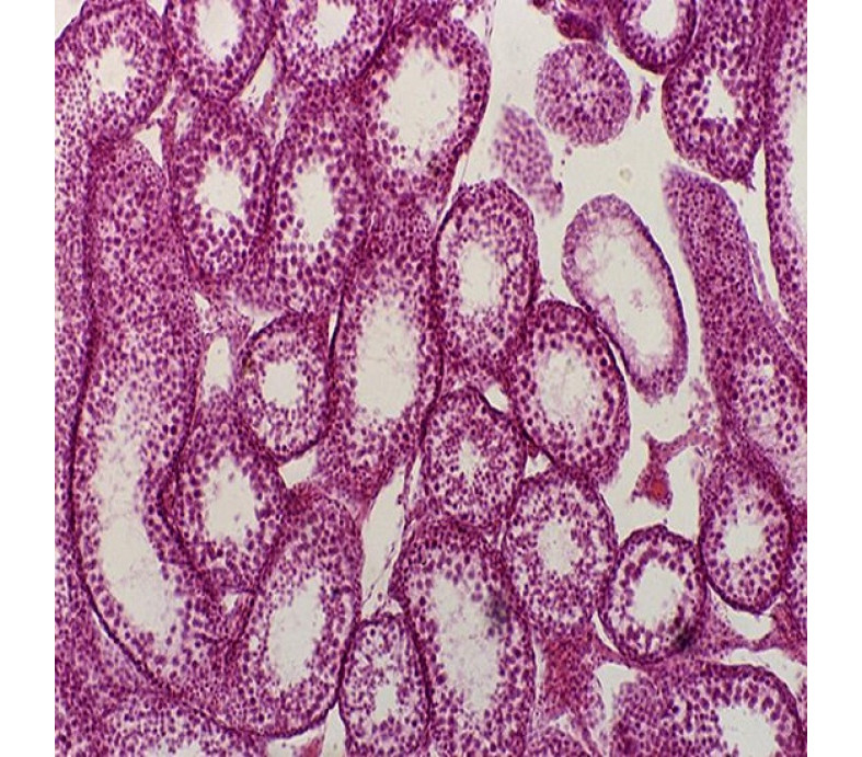  Trinocular Biological Microscope with 8.3MP Camera 