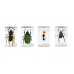  3D Bug Specimen Kit # 5 